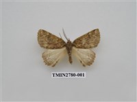 藏品(尺蛾350)的圖片